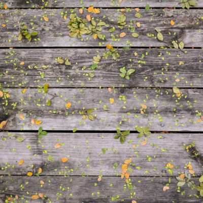 Pattern in the Leaves